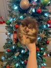 miniaturn� pomeranian �t��ata na prodej.