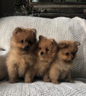 miniaturn� pomeranian �t��ata na prodej.