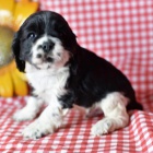 �t��ata kokr�pan�la k adopci