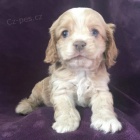 �t��ata kokr�pan�la k adopci