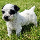 Zdrav� a kr�sn� trpasl�k mu�i a �eny �t��ata Pudla na prodej.