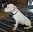 Argentinsk� dogo �t��ata na prodej.