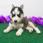Rozko�n� sibi�sk� husky s kr�sn�m modr� o�i.