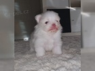 Ply�ov� �pic / POMERANIAN �T��ATA 3500 K� 