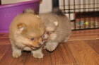 Pomeranian mini �t��ata k adopci