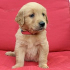 Prod�m dob�e vycvi�en� �t��ata zlat�ho retr�vra.