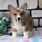 Prod�m �t��ata Pembroke Welsh Corgi.