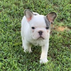 Prod�m ZDRAV� a O�KOVAN� �t��ata francouzsk�ho buldo�ka.