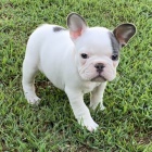 Prod�m ZDRAV� a O�KOVAN� �t��ata francouzsk�ho buldo�ka.