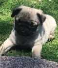 tata mops k adopci