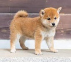 Prod�m �t��ata Shiba Inu