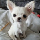 �t��ata �ivavy k adopci