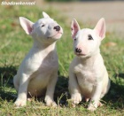 Mini bulteri�r �t��ata