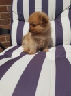 mini v�no�n� �t��ata pomeranian na prodej.