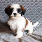 Prodm okovan tata SHIH TZU