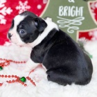 Prod�m �t��ata bostonsk�ho teri�ra