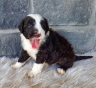 Prod�m o�kovan� �t��ata portugalsk�ho vodn�ho psa feny a pejska.