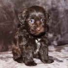 Prod�m �t��ata mal�ho kn�ra�e.