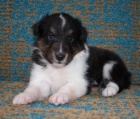 tata Sheltie k adopci