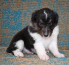 tata Sheltie k adopci