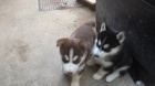 sibisk husky k adopci