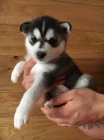 tata sibiskho huskyho pes a fenka k adopci