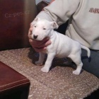 �t��ata bulteri�ra