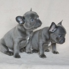 �t��ata francouzsk�ho buldo�ka, 3 m�s�ce star�