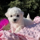 �t��ata bi�onka