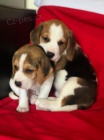 Kr�sn� trikolorn� �t��ata BEAGLE k dispozici a p�ipravena k prodeji. Pouze pro v�n� osoby.