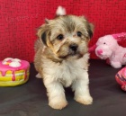 Prod�m zdrav�, o�kovan�, od�erven� a hygienicky vy�kolen� �t��ata havanese.