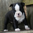 Prod�m roztomil� �t���tka bostonsk�ho teri�ra