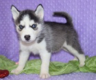 okovan a zdrav sibisk husky k adopci