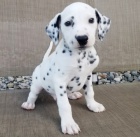 kr�sn� v�no�n� dalmatin �t��ata k adopci.