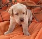 Prod�m zdrav� �t��ata labradora.