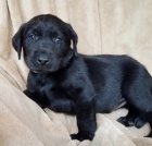 Prod�m 12t�denn� �t��ata labradorsk�ho retr�vra.