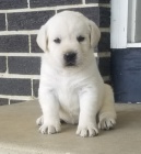 �t��ata labradorsk�ho retr�vra k adopci