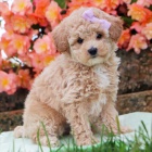 Prod�m zdrav� a kr�sn� �t���tka bi�onka Poo a fena.