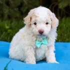 Prod�m v�no�n� �t���tka bi�onka poo