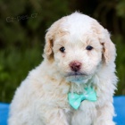 Prod�m v�no�n� �t���tka bi�onka poo