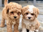 Cavapoo mini �t��ata k adopci