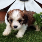 tata mini CAVACHONA k adopci