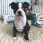 Prod�m dob�e hygienicky a soci�ln� vy�kolen� �t��ata bostonsk�ho teri�ra