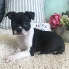 �t��ata bostonsk�ho teri�ra k adopci