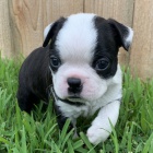  bostonsk�ho teri�ra