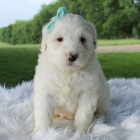 V�no�n� �t��ata portugalsk�ho vodn�ho psa jsou nyn� k dispozici a p�ipravena k adopci.