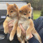 zdrav� a o�kovan� �t��ata Shiba inu k adopci