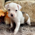 zdrav� a o�kovan� �t��ata boxera k adopci.