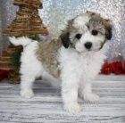 Kr�sn� a o�kovan� �t���tka MALTIPOO mini