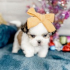 Prodm tata SHIH TZU.